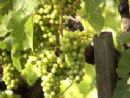 Shmooz with Kosher Wine Maker